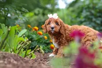Dixie, a female Cavapoo for sale in Fresno, OH – 5 of 10