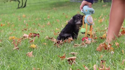 Everest, a male Miniature Schnauzer for sale in Fresno, OH – 7 of 7