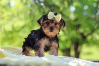 Miley, a female Yorkshire Terrier for sale in Fresno, OH – 8 of 10