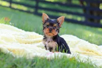 Miranda, a female Yorkshire Terrier for sale in Fresno, OH – 2 of 9