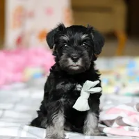 Chance , a male Miniature Schnauzer for sale in Fresno, OH – Photo 1 of 5
