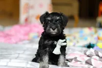 Chance , a male Miniature Schnauzer for sale in Fresno, OH – Photo 1 of 5