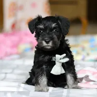 Chance , a male Miniature Schnauzer for sale in Fresno, OH – Photo 5 of 5