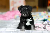 Chance , a male Miniature Schnauzer for sale in Fresno, OH – Photo 5 of 5