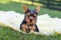 Mason, a male Yorkshire Terrier for sale in Fresno, OH – 8 of 10