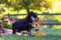 Callie, a female Miniature Schnauzer for sale in Fresno, OH – 6 of 10