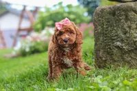 Elowyn, a female Cavapoo for sale in Fresno, OH – 7 of 9