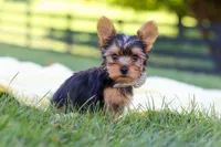 Mason, a male Yorkshire Terrier for sale in Fresno, OH – 5 of 10
