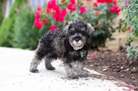 Callie, a female Miniature Schnauzer for sale in Fresno, OH – 1 of 6