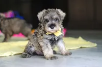 Henry, a male Miniature Schnauzer for sale in Fresno, OH – 7 of 10