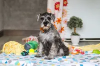 Nolan, a male Miniature Schnauzer for sale in Fresno, OH – 4 of 8