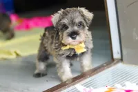 Henry, a male Miniature Schnauzer for sale in Fresno, OH – 10 of 10