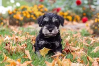 Rowan, a male Miniature Schnauzer for sale in Fresno, OH – 6 of 8