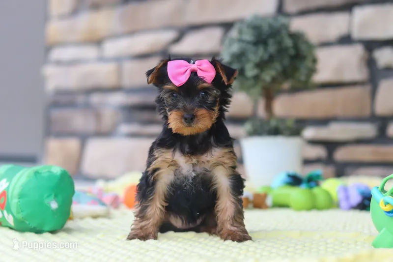 Cali  – Yorkshire Terrier puppy for sale in Fresno, OH