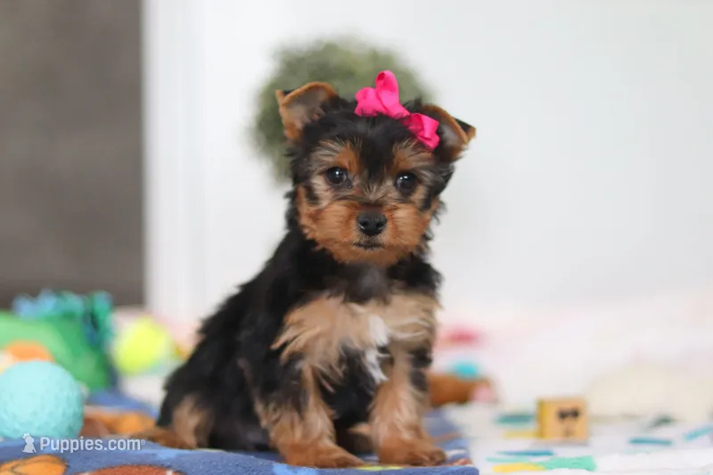 Hazel – Yorkshire Terrier puppy for sale in Fresno, OH
