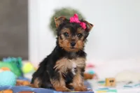 Hazel, a female Yorkshire Terrier for sale in Fresno, OH – Photo 1 of 6