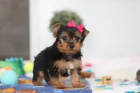 Hazel, a female Yorkshire Terrier for sale in Fresno, OH – Photo 2 of 6