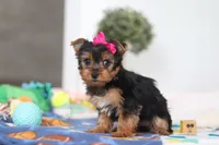 Hazel, a female Yorkshire Terrier for sale in Fresno, OH – Photo 6 of 6