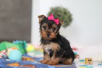 Hazel, a female Yorkshire Terrier for sale in Fresno, OH – Photo 5 of 6