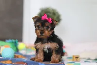 Hazel, a female Yorkshire Terrier for sale in Fresno, OH – Photo 3 of 6