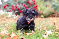 Otto, a male Miniature Schnauzer for sale in Fresno, OH – 2 of 7