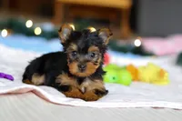 Jewel, a female Yorkshire Terrier for sale in Fresno, OH – Photo 6 of 6