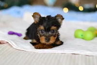 Jewel, a female Yorkshire Terrier for sale in Fresno, OH – Photo 4 of 6