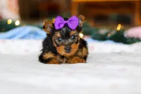Jewel, a female Yorkshire Terrier for sale in Fresno, OH – Photo 1 of 6