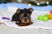 Jewel, a female Yorkshire Terrier for sale in Fresno, OH – Photo 3 of 6