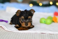 Jewel, a female Yorkshire Terrier for sale in Fresno, OH – Photo 5 of 6