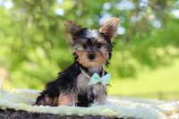 Ollie, a male Yorkshire Terrier for sale in Fresno, OH – 5 of 10