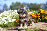 Kelly, a female Miniature Schnauzer for sale in Fresno, OH – 3 of 8