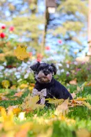 Leon, a male Miniature Schnauzer for sale in Fresno, OH – 5 of 10