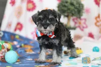 Ian, a male Miniature Schnauzer for sale in Fresno, OH – Photo 3 of 5