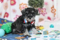 Ian, a male Miniature Schnauzer for sale in Fresno, OH – Photo 2 of 5