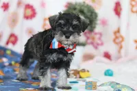 Ian, a male Miniature Schnauzer for sale in Fresno, OH – Photo 4 of 5