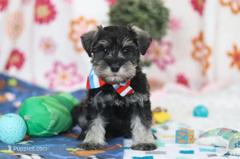 Ian – Miniature Schnauzer puppy for sale in Fresno, OH