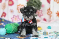 Ian, a male Miniature Schnauzer for sale in Fresno, OH – Photo 1 of 5