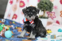 Ian, a male Miniature Schnauzer for sale in Fresno, OH – Photo 5 of 5