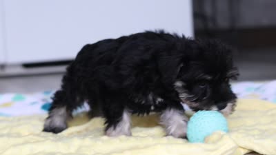 Percy, a male Miniature Schnauzer for sale in Fresno, OH – 10 of 10