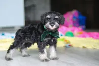 Percy, a male Miniature Schnauzer for sale in Fresno, OH – 8 of 10