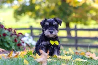 Kevin, a male Miniature Schnauzer for sale in Fresno, OH – 5 of 6