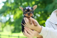 Miranda, a female Yorkshire Terrier for sale in Fresno, OH – 6 of 9