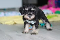 Arthur, a male Miniature Schnauzer for sale in Fresno, OH – 3 of 7