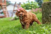 Elowyn, a female Cavapoo for sale in Fresno, OH – 2 of 9