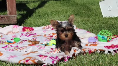 Ollie, a male Yorkshire Terrier for sale in Fresno, OH – 10 of 10