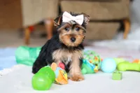 Dolly, a female Yorkshire Terrier for sale in Fresno, OH – Photo 1 of 9
