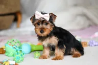 Dolly, a female Yorkshire Terrier for sale in Fresno, OH – Photo 6 of 9