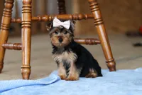 Dolly, a female Yorkshire Terrier for sale in Fresno, OH – Photo 3 of 9