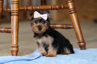 Dolly, a female Yorkshire Terrier for sale in Fresno, OH – Photo 2 of 9